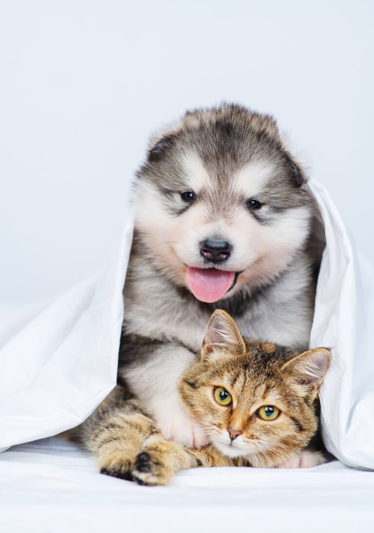 EVCİL HAYVANLARIMIZLA NASIL KONAKLADIK?