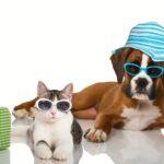 EVCİL HAYVANLARIMIZLA HAVAALANINDA NELER YAŞADIK?