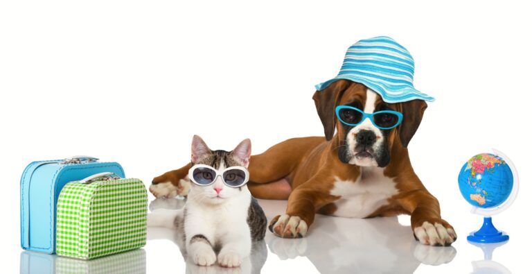 EVCİL HAYVANLARIMIZLA HAVAALANINDA NELER YAŞADIK?