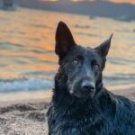 KÖPEĞİMLE TATİLE GİDERKEN NELER YAPMALI?