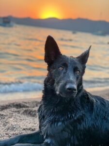 KÖPEĞİMLE TATİLE GİDERKEN NELER YAPMALI?