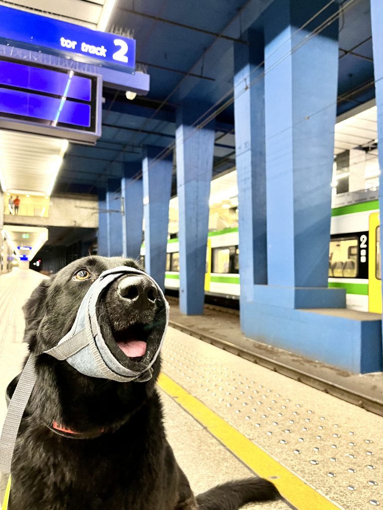 KÖPEĞİMİZLE TREN YOLCULUĞU