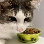 POLONYA’DA EVCİL HAYVAN GİDERLERİ