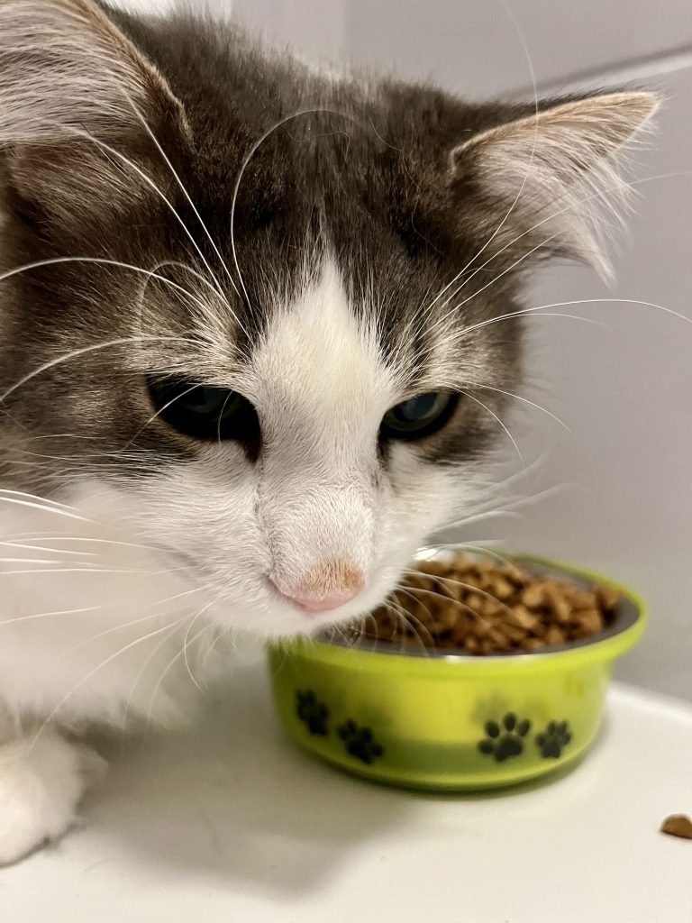 POLONYA’DA EVCİL HAYVAN GİDERLERİ